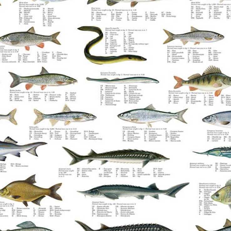 Ferskvandsfisk 70x100cm | liste