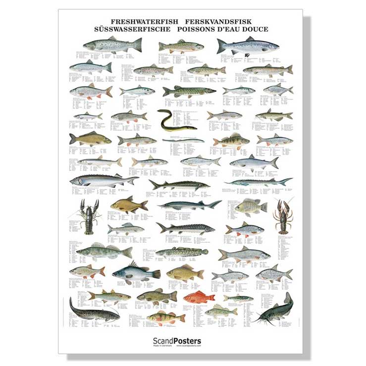 håndflade Gå vandreture klasselærer Ferskvandsfisk | 70x100cm | Uden liste