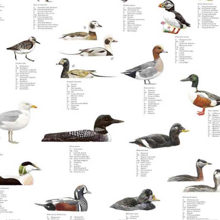 Plakat med fugle