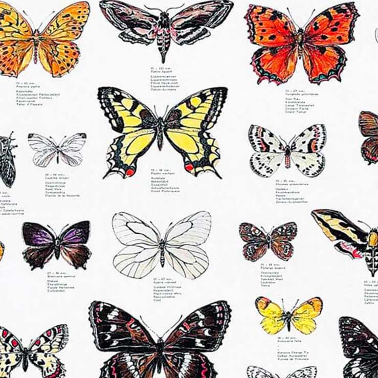 Plakat med sommerfugle