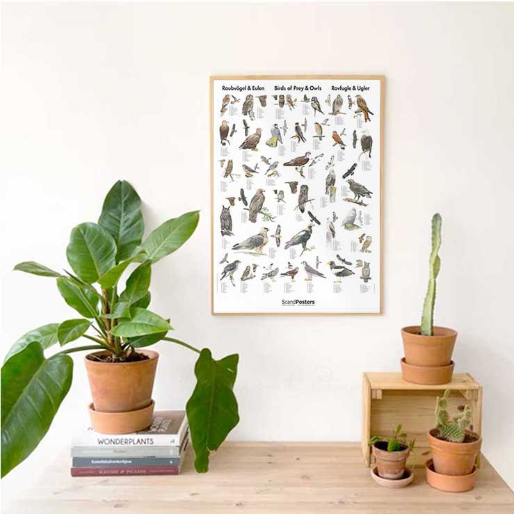 Plakat med fugle i ramme på væg