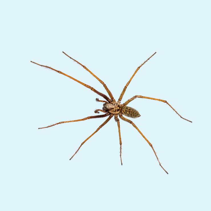 Husedderkoppen er en stor edderkop du kan møde i dit hus. Bliv klog på hvordan den ser ud og hvordan du kan gange husedderkoppen.