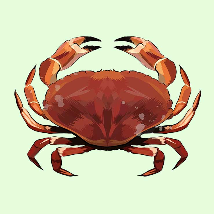 Guide: Sådan fanger du krabber