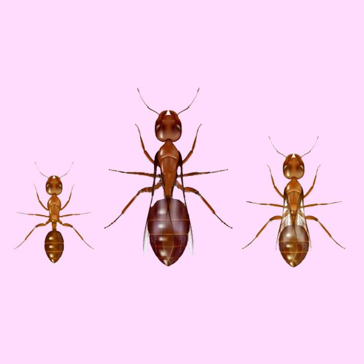 Fang en myredronning. Hvis du vil starte din egen myrekoloni, så er det vigtigt at fange en myredronning. Bliv klog på hvordan dronningen ser ud, og hvordan du fanger den.