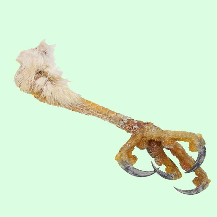 Et dødt dyr er en sand guldgruppe i form af kranie og knogler, og du har nu pludselig mulighed for at starte din helt egen skelet- og kraniesamling!