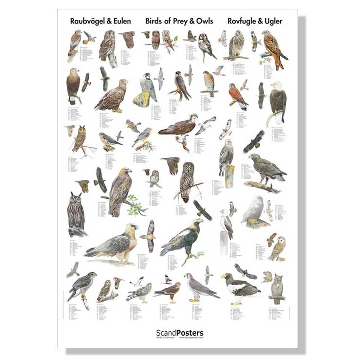 afhængige Luksus bestille Plakater med fugle. Naturplakater med fulgle.