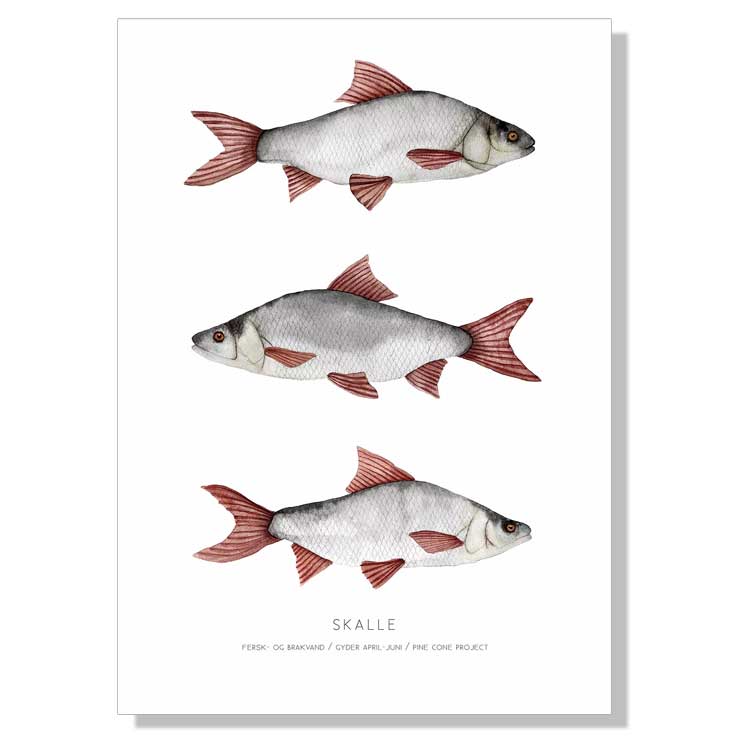 Plakater med Fiskeplakater. Naturplakater.