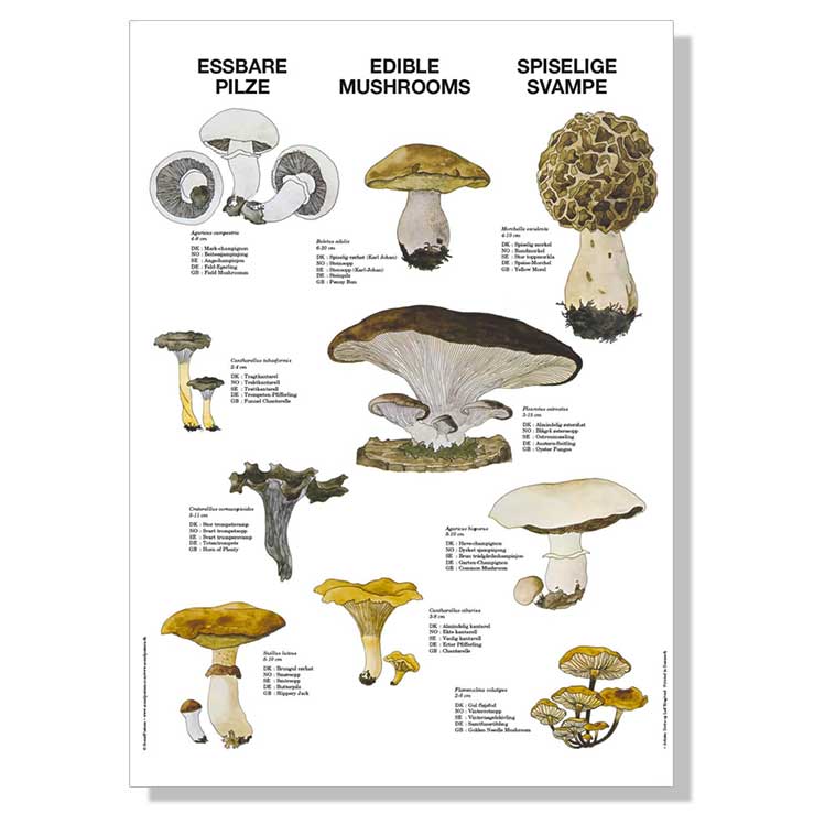 Naturplakat-scand-posters-fungi-a.jpg