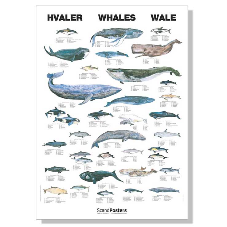 Naturplakat-scand-posters-hvaler.jpg