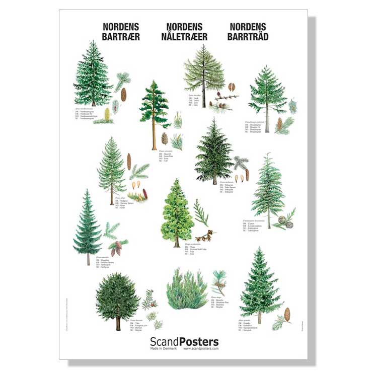 Naturplakat-scand-posters-naaletreaer.jpg
