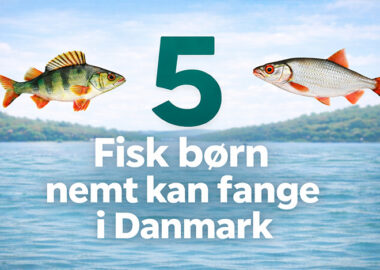 5 Fisk børn kan fange i Danmark