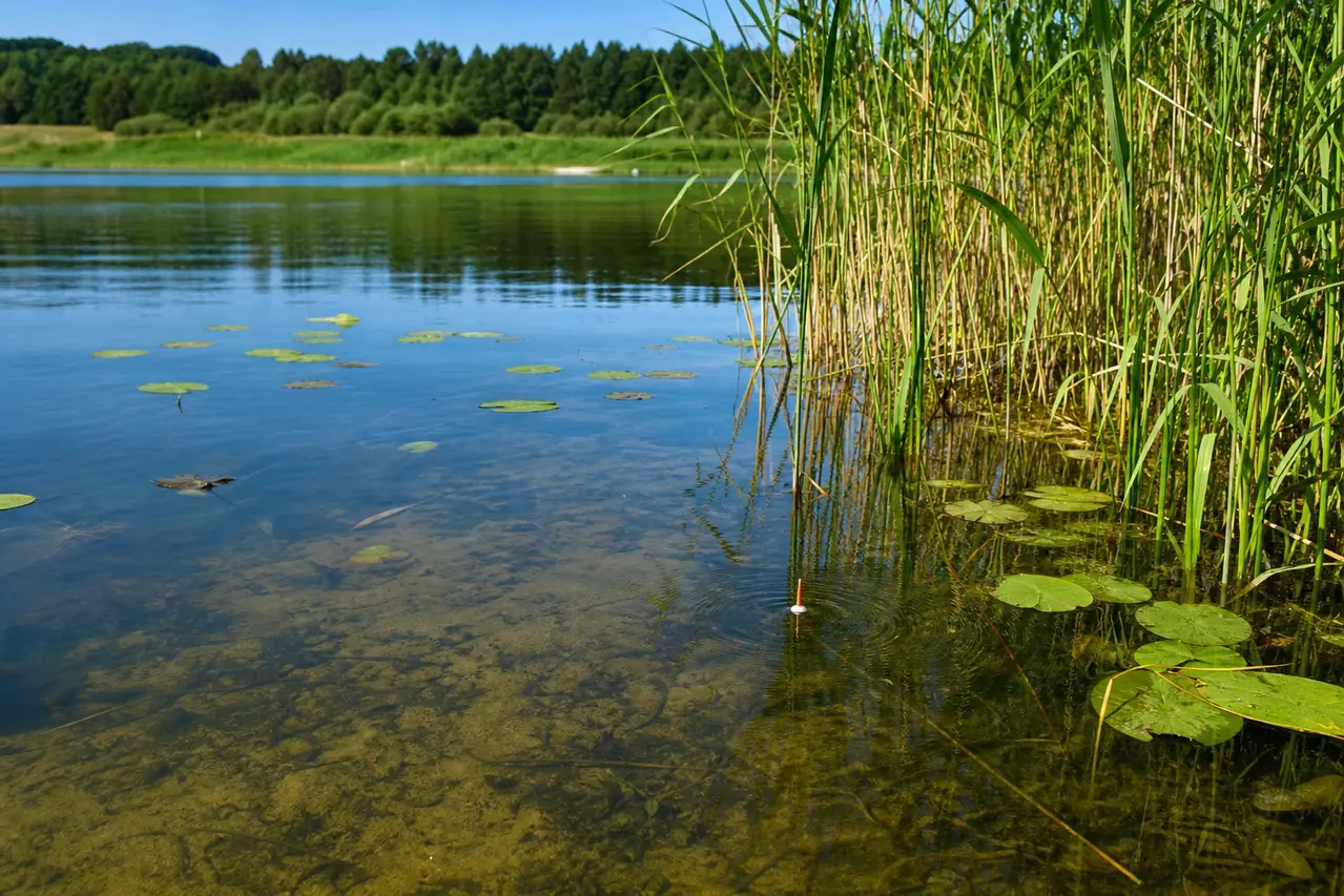 Flåd ved sivkanten i lavt søvand