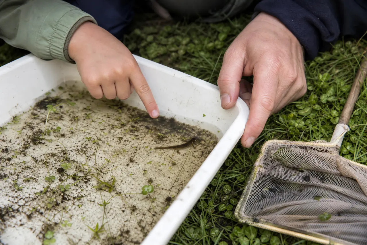 Skånsom observation af salamander i bakke