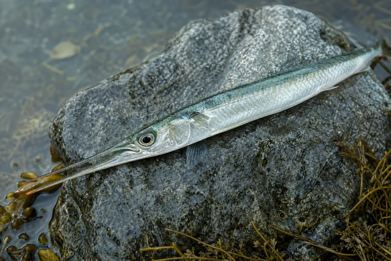 Nærbillede af hornfisk med langt næb