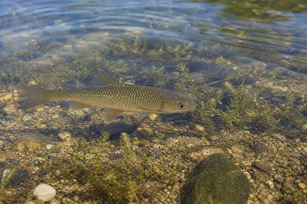 Lille fisk svømmer i klart lavt vand