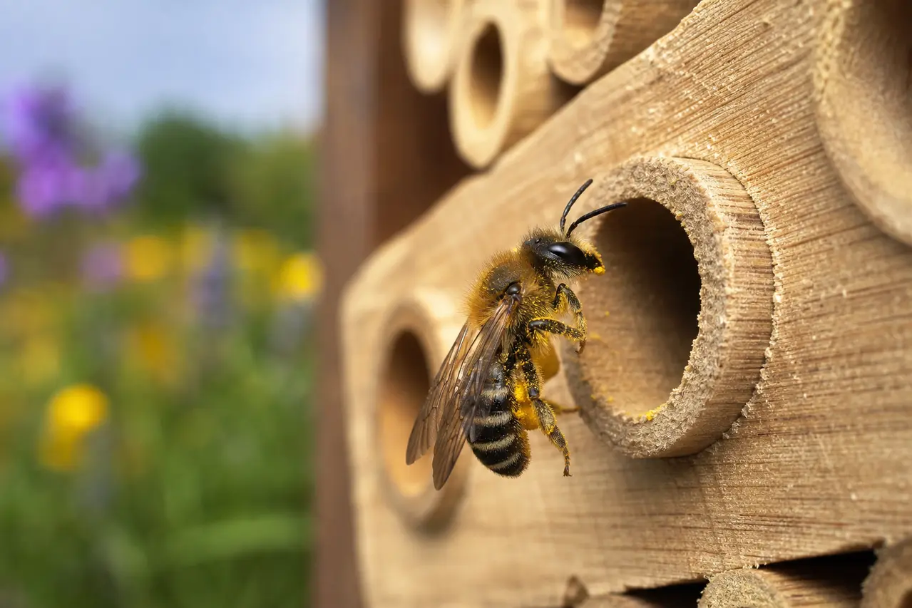 Vild bi ved hul i insekthotel