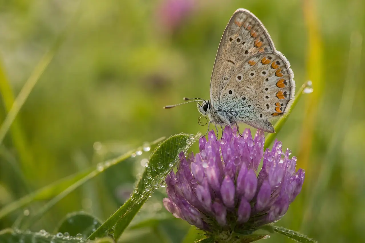 Sommerfugl på lilla kløverblomst